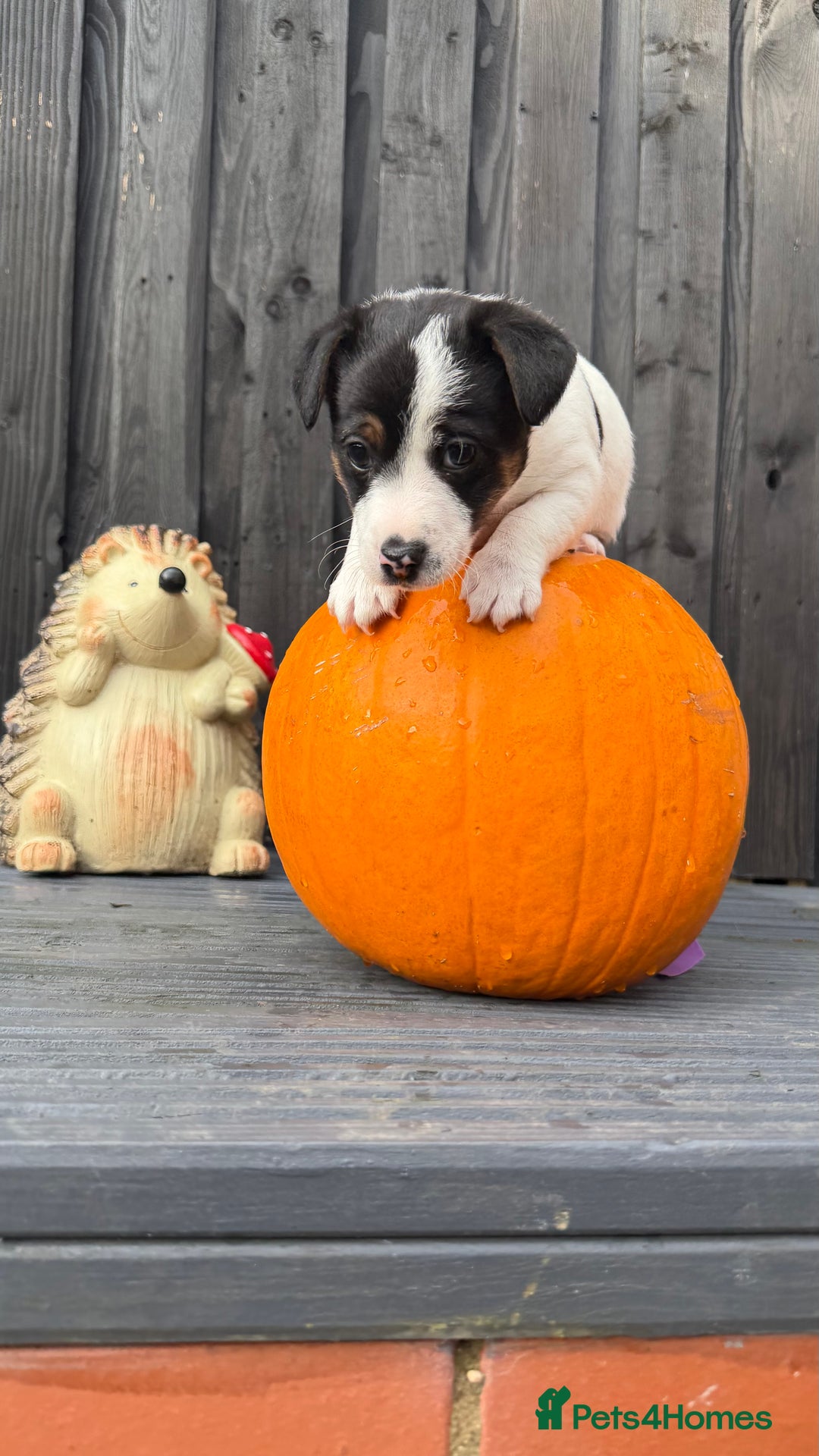 Jack Russell dogs for sale: Male Jack Russell  - Advert 4