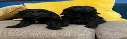 Cockapoo dogs for sale: Cockapoo puppies from health clear parents  - Advert 10