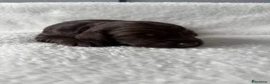 Cockapoo 1
