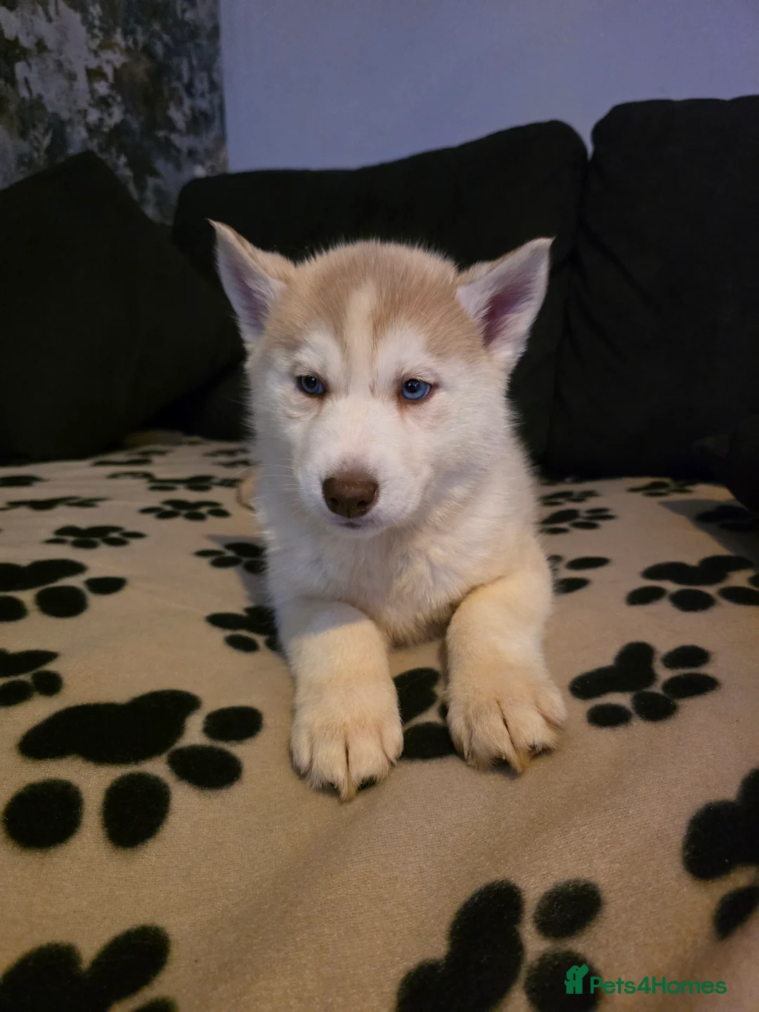 Siberian Husky dogs for sale: Siberian Huskies 1 girl available - Advert 4