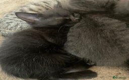 Domestic Shorthair cats for sale: Grey/tabby/black kittens - Image 2