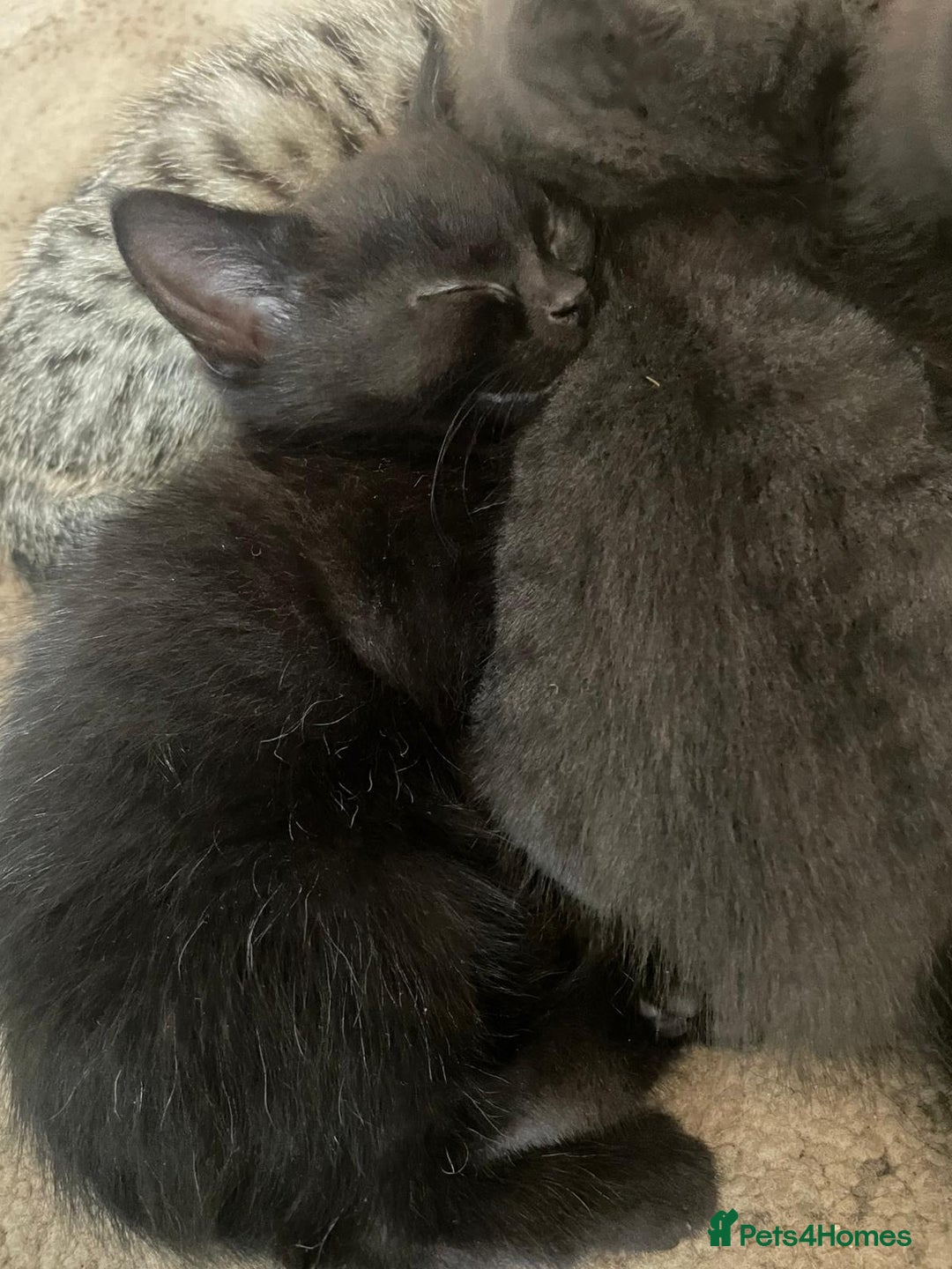 Domestic Shorthair cats for sale: Grey/tabby/black kittens - Image 2