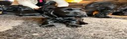 Cocker Spaniel dogs for sale: Stunning show cocker spaniel puppies - Advert 3