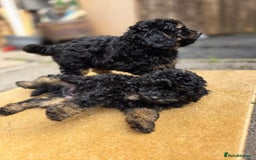 Cavapoo dogs for sale: Cavapoo puppies NEED HOME  - Image 19