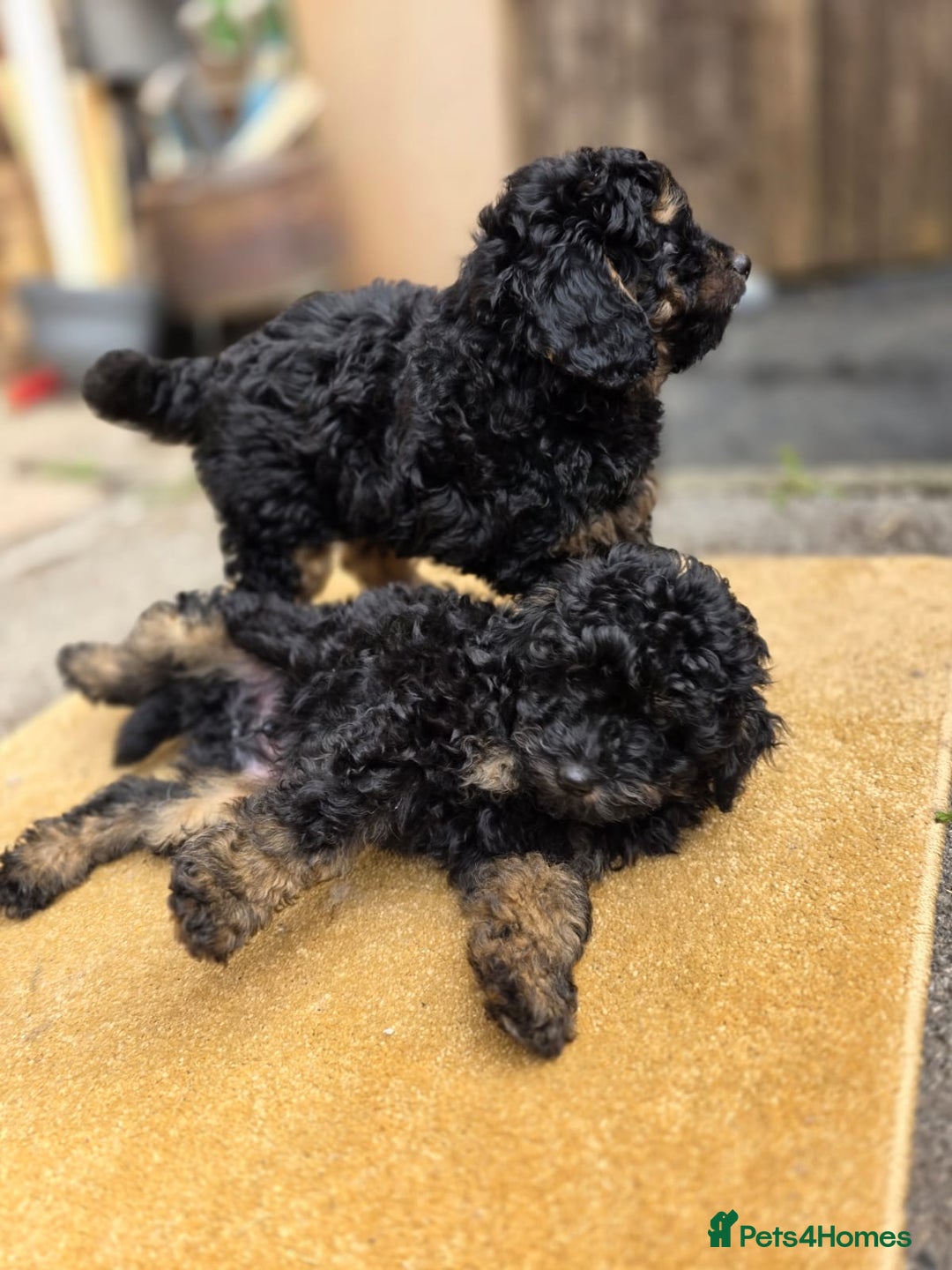 Cavapoo dogs for sale: Cavapoo puppies NEED HOME  - Image 19