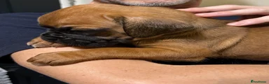 Boxer 7