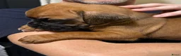 Boxer dogs for sale: Boxer puppys - Advert 23