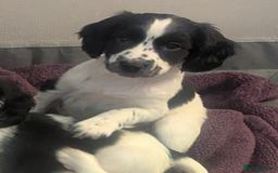 Sprocker dogs for sale: 2 female sprocker puppies, ready to leave! - Image 12