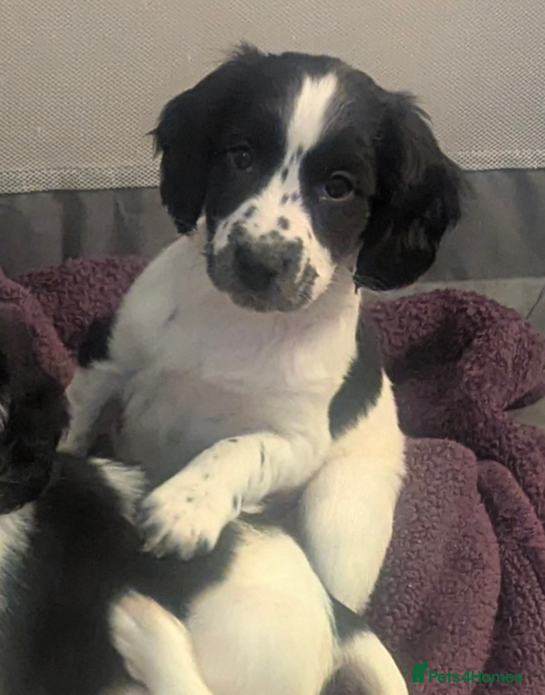 Sprocker dogs for sale: 2 female sprocker puppies, ready to leave! - Image 12