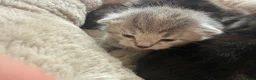 Mixed Breed cats for sale: 8 fluffy kittens looking for forever home in Sale - Advert 8