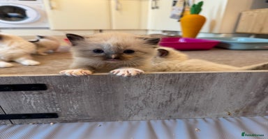 Ragdoll cats - Advert 11