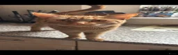 Domestic Shorthair cats for sale: GORGEOUS KITTENS LOOKING FOR THEIR FOREVER HOMES - Advert 7