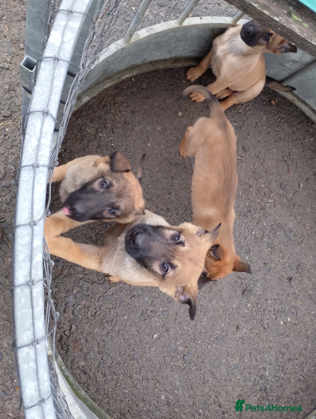 Mixed Breed dogs for sale: Belgian malinois x German shepherd - Advert 2