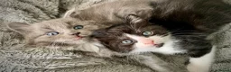 Mixed Breed cats for sale: Ragdoll mix mother 4 kittens - Advert 4