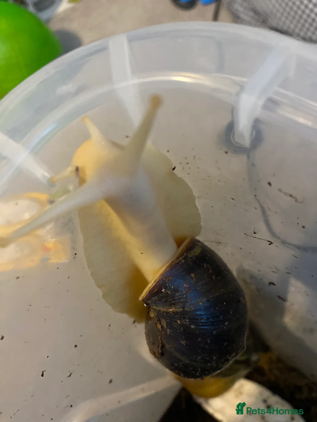 Snails invertebrates for sale: 3 giant African land snails for sale  - Advert 4