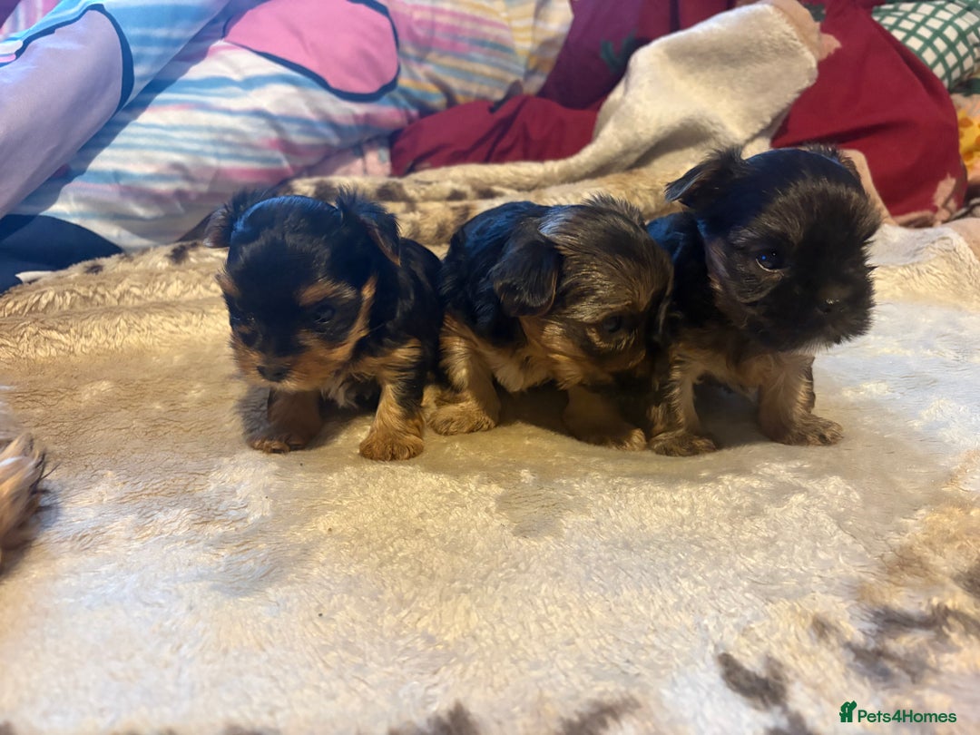 Yorkshire Terrier dogs for sale: 3 Yorkshire Terrier mini Girls - Advert 2