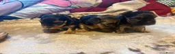 Yorkshire Terrier dogs for sale: 3 Yorkshire Terrier mini Girls - Advert 3