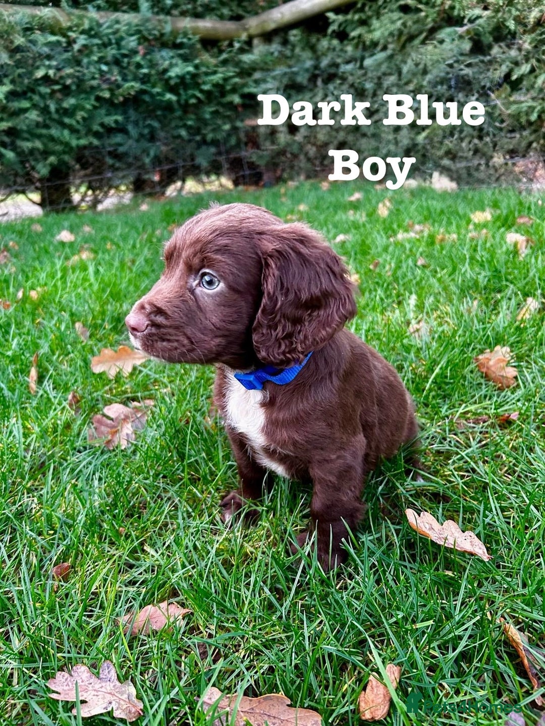 Sprocker dogs for sale: Sprocker spaniel puppies  - Advert 14