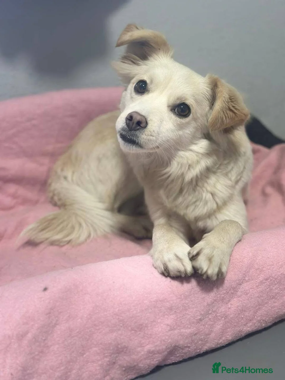 Mixed Breed dogs for adoption: ❤️🐶 BERRY in Burton-on-Trent - Advert 2