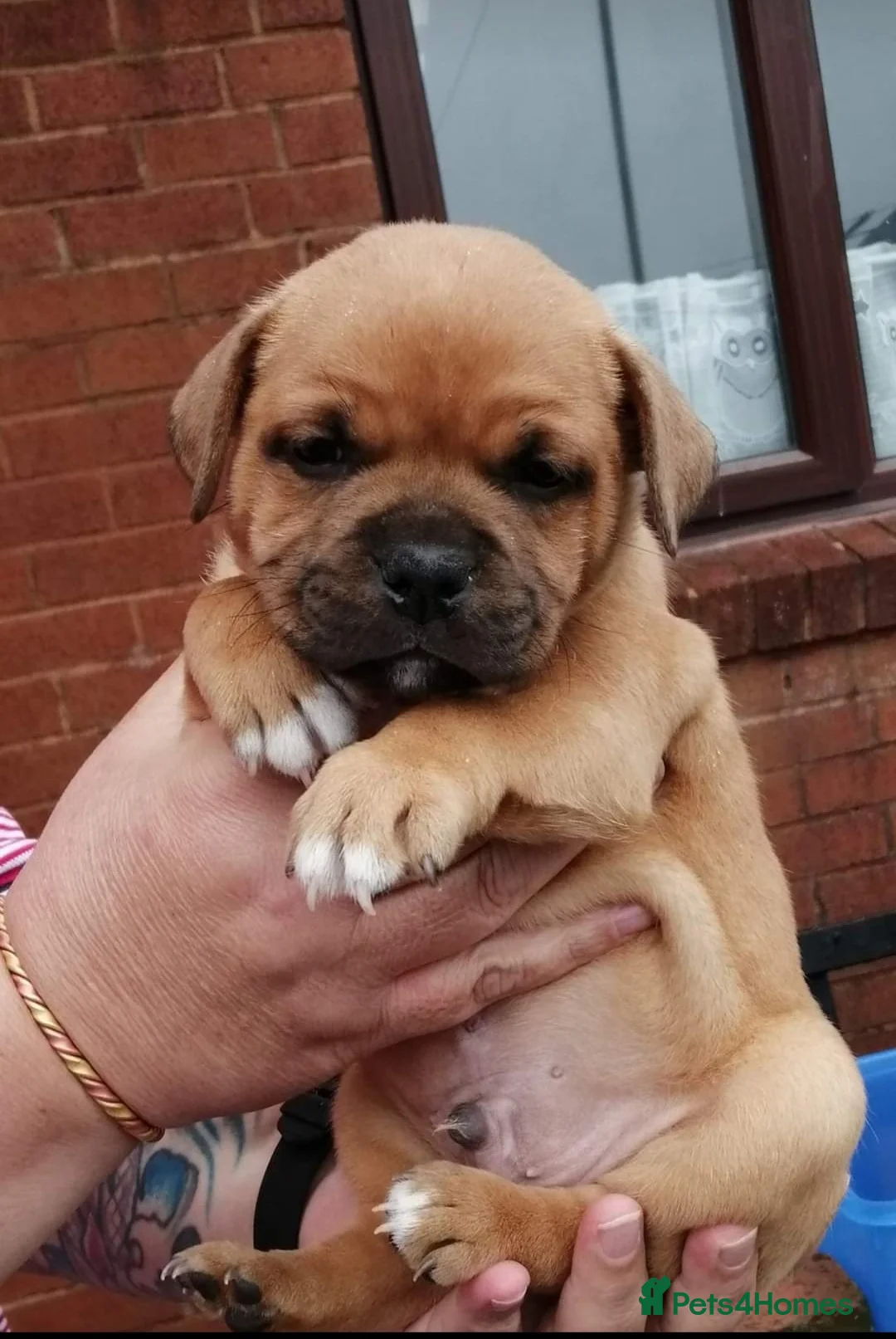 Staffordshire Bull Terrier dogs for stud: 🥨CHIEF CHAMPION SIRED. 🥨🏆  in Rochdale - Advert 22