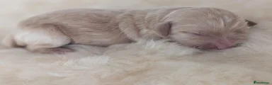 Australian Labradoodle 6