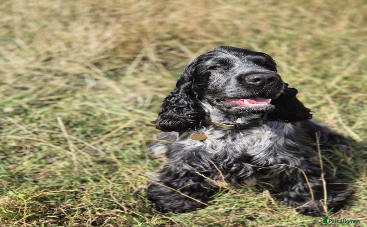 Cocker Spaniel dogs in Exeter - Advert 7