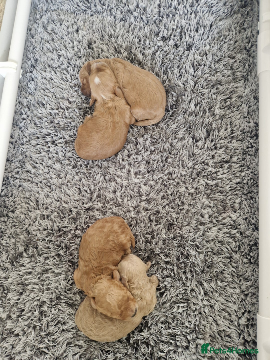 Maltipoo dogs for sale: Beautiful F1B Toy Maltipoos  - Advert 9