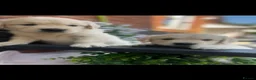 Golden Retriever dogs for sale: 9 exceptional Golden retriever  - Advert 4
