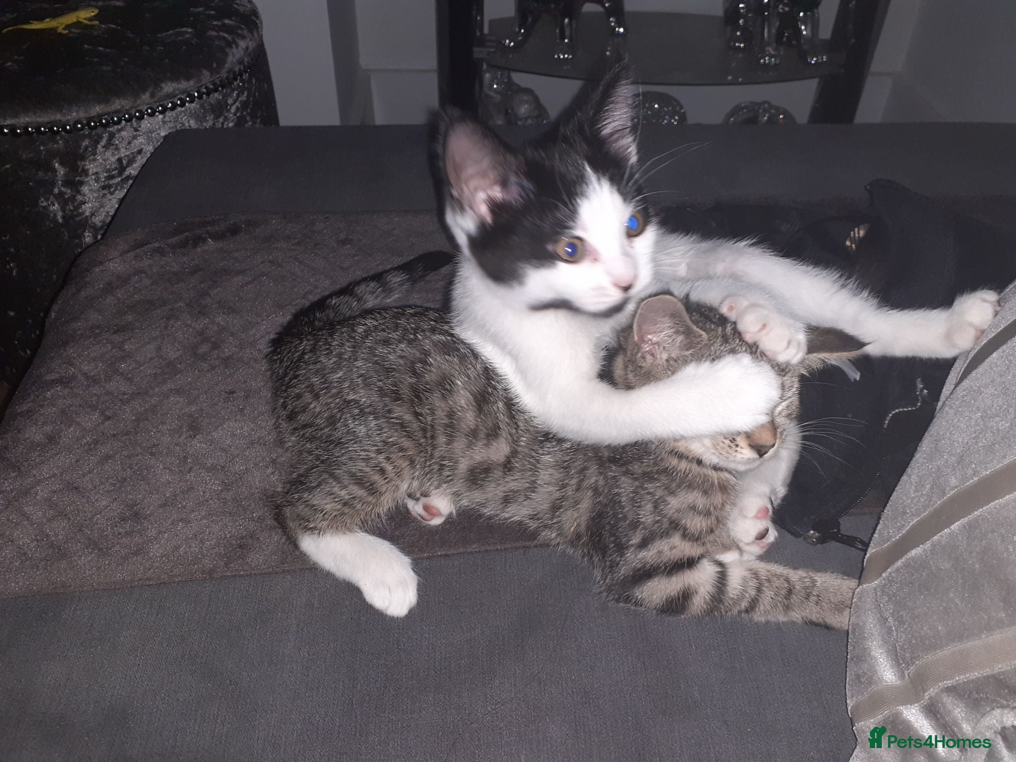 Mixed Breed cats 2 female sisters looking for a home - Advert 2