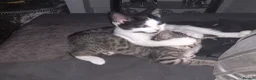 Mixed Breed cats for sale: 2 female sisters looking for a home - Advert 1