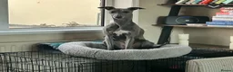 Whippet dogs for sale: KC Registered Blue Whippet Puppies in Doncaster - Advert 7