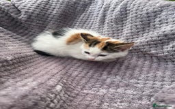 Mixed Breed cats for sale: Adorable kittens and mother looking for a new home - Image 3