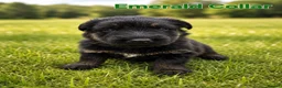 German Shepherd dogs for sale: 2 healthy straight back KC registered male GSP's  - Advert 28