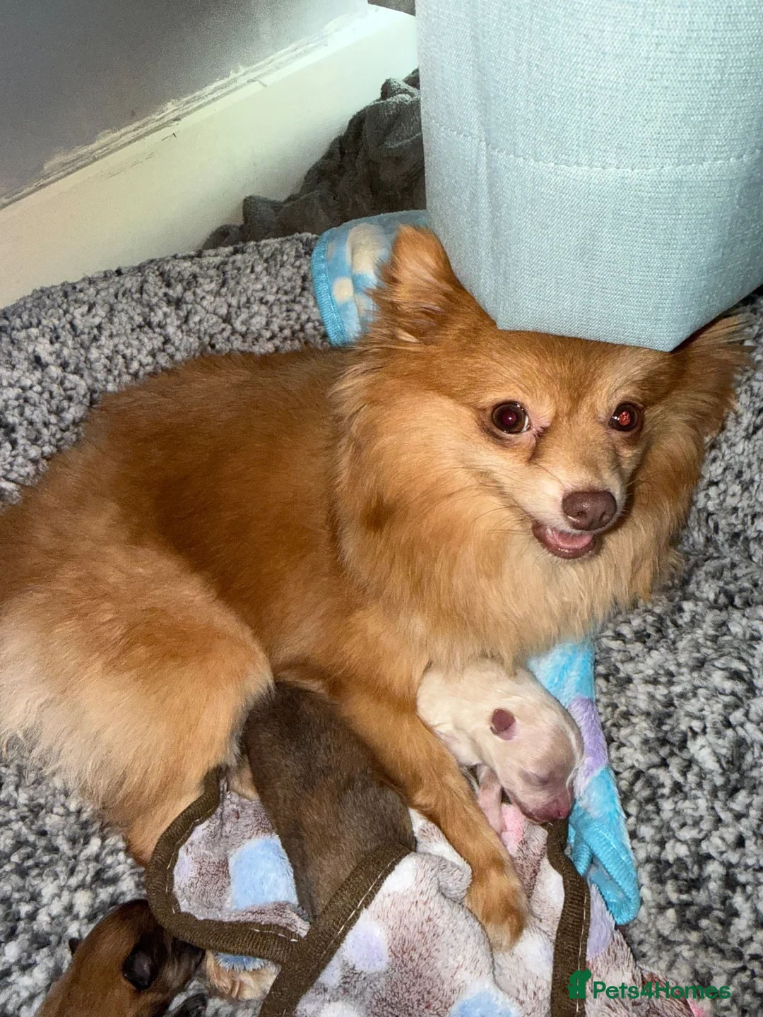 Pomeranian dogs for sale: Beautiful Healthy Puppies Ready for Loving Homes in Hayes - Advert 15