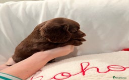 Mixed Breed dogs for sale: Daxipoo - Image 14