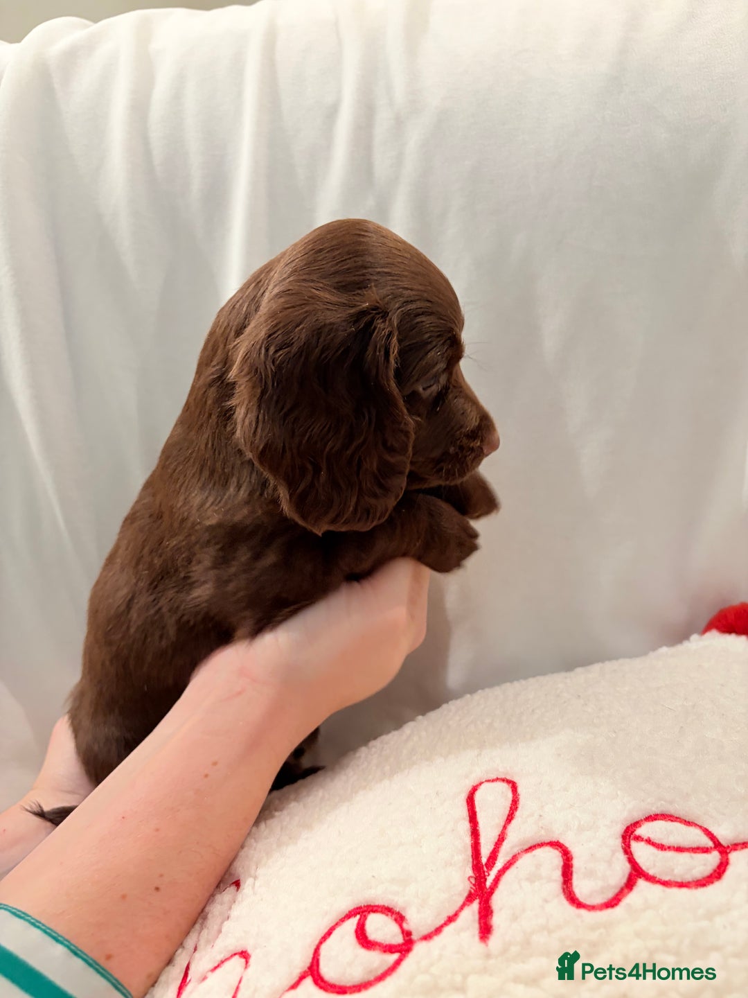 Mixed Breed dogs for sale: Daxipoo - Image 14