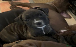 Staffordshire Bull Terrier dogs for sale: Staffordshire/American Staffordshire pups in Harrow - Image 22