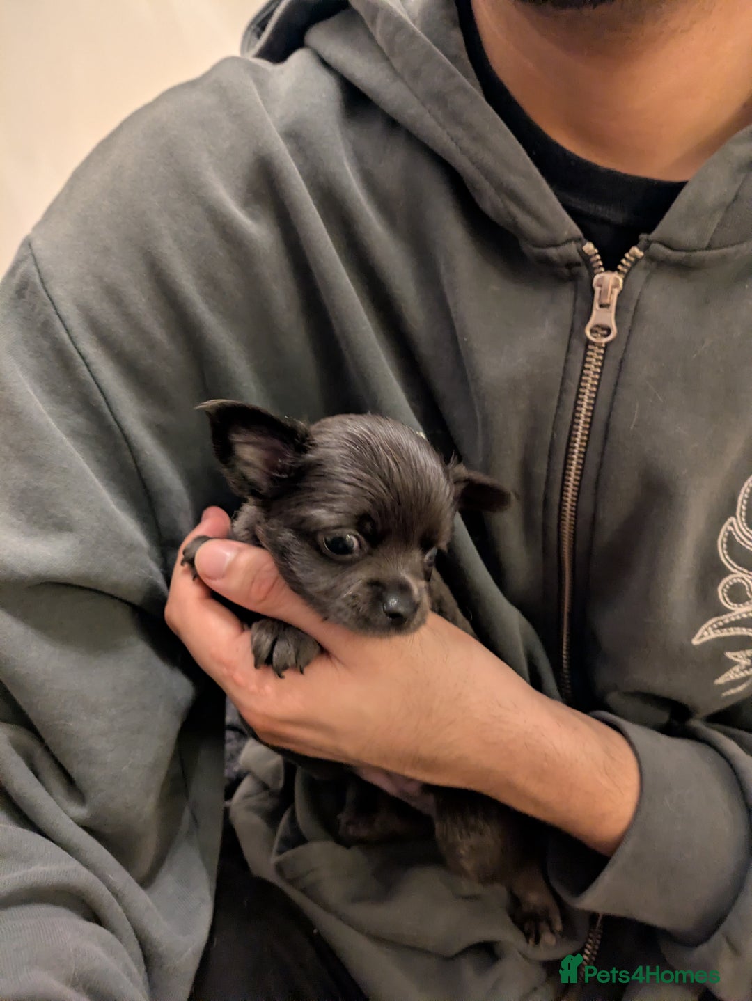 Chihuahua dogs for sale: Rare colour and tiny pedigree Chihuahuas  - Advert 26