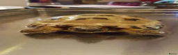 Tortoise reptiles for sale: Male hoursfield tortoise  - Advert 2