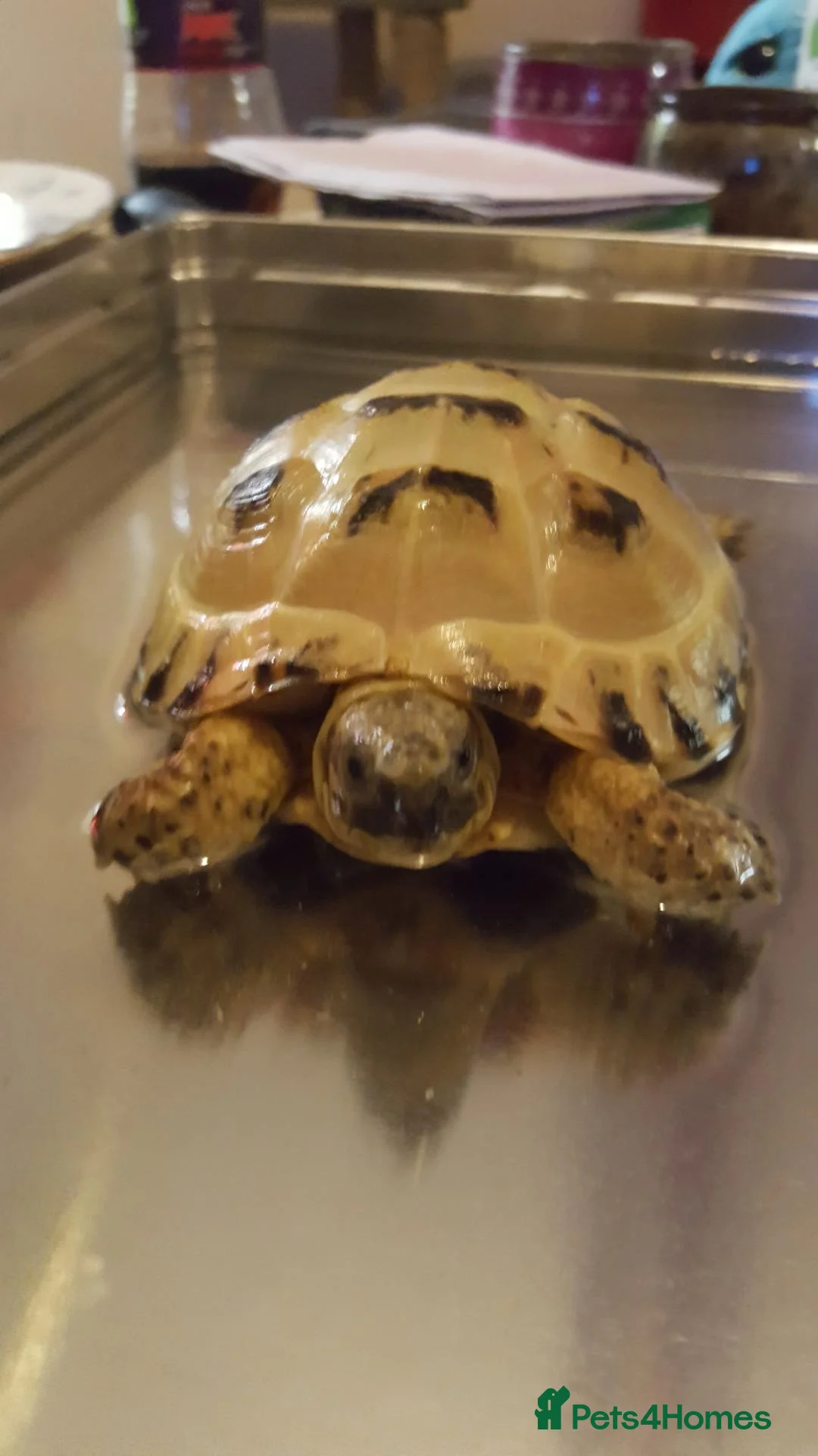 Tortoise reptiles for sale: Male hoursfield tortoise  - Advert 2
