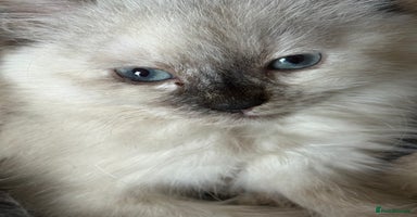 Ragdoll cats - Advert 5