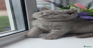 British Shorthair cats - Advert 7