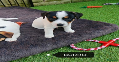 Jack Russell dogs - Advert 2
