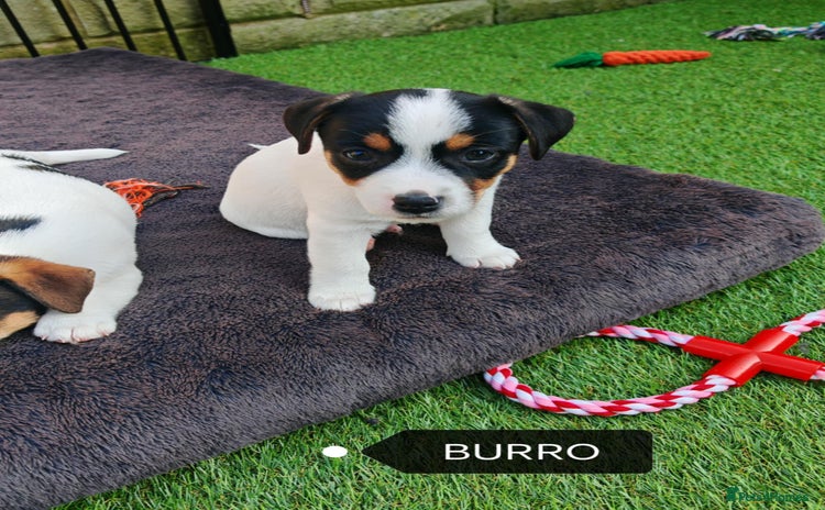 Jack Russell dogs - Advert 3