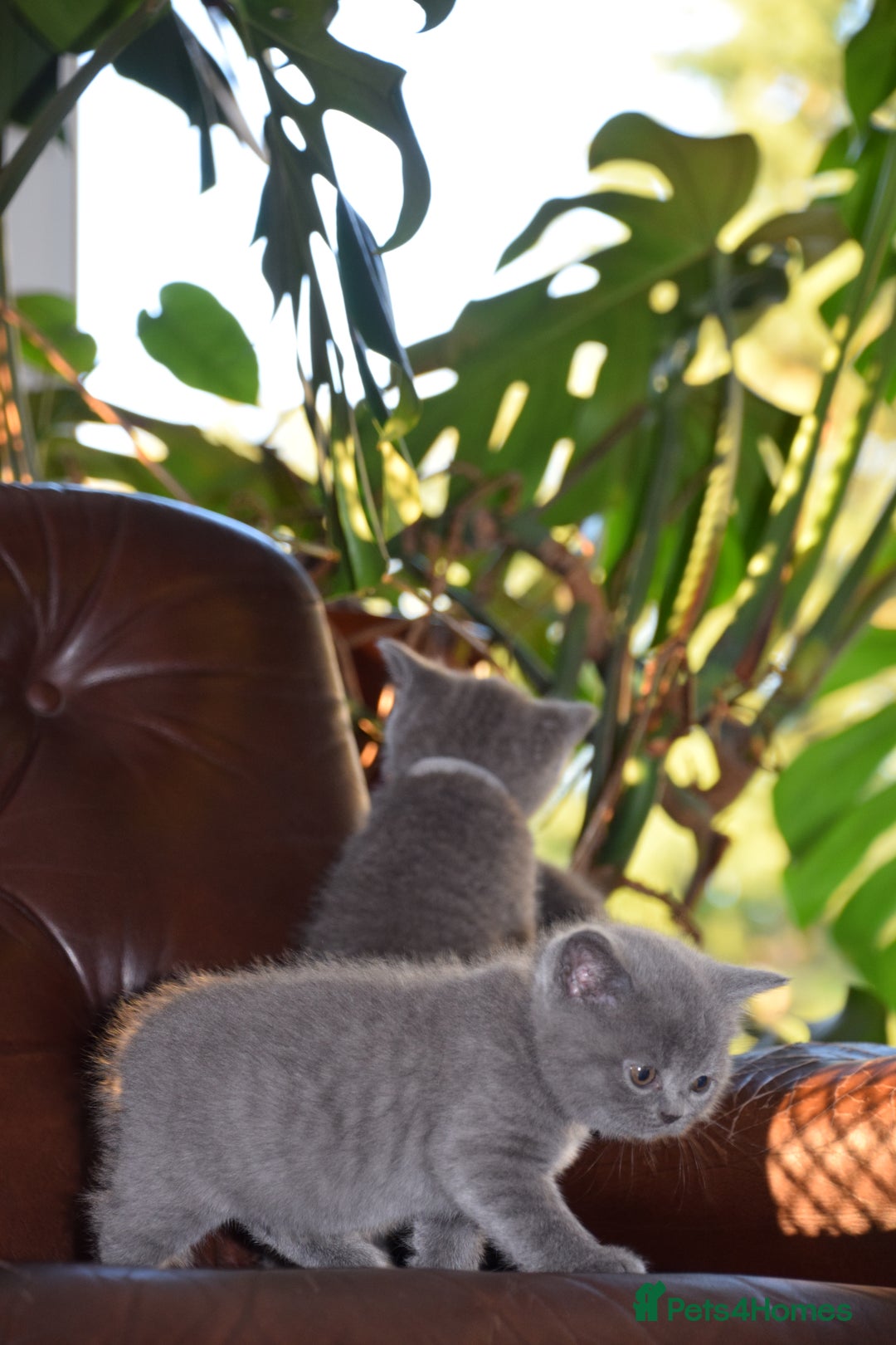 British Shorthair cats for sale: BSH Blue kittens, 3xgirls 3xboys - Image 20