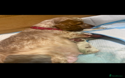 Cocker Spaniel dogs for sale: stunning show quality health tested puppies - Image 7