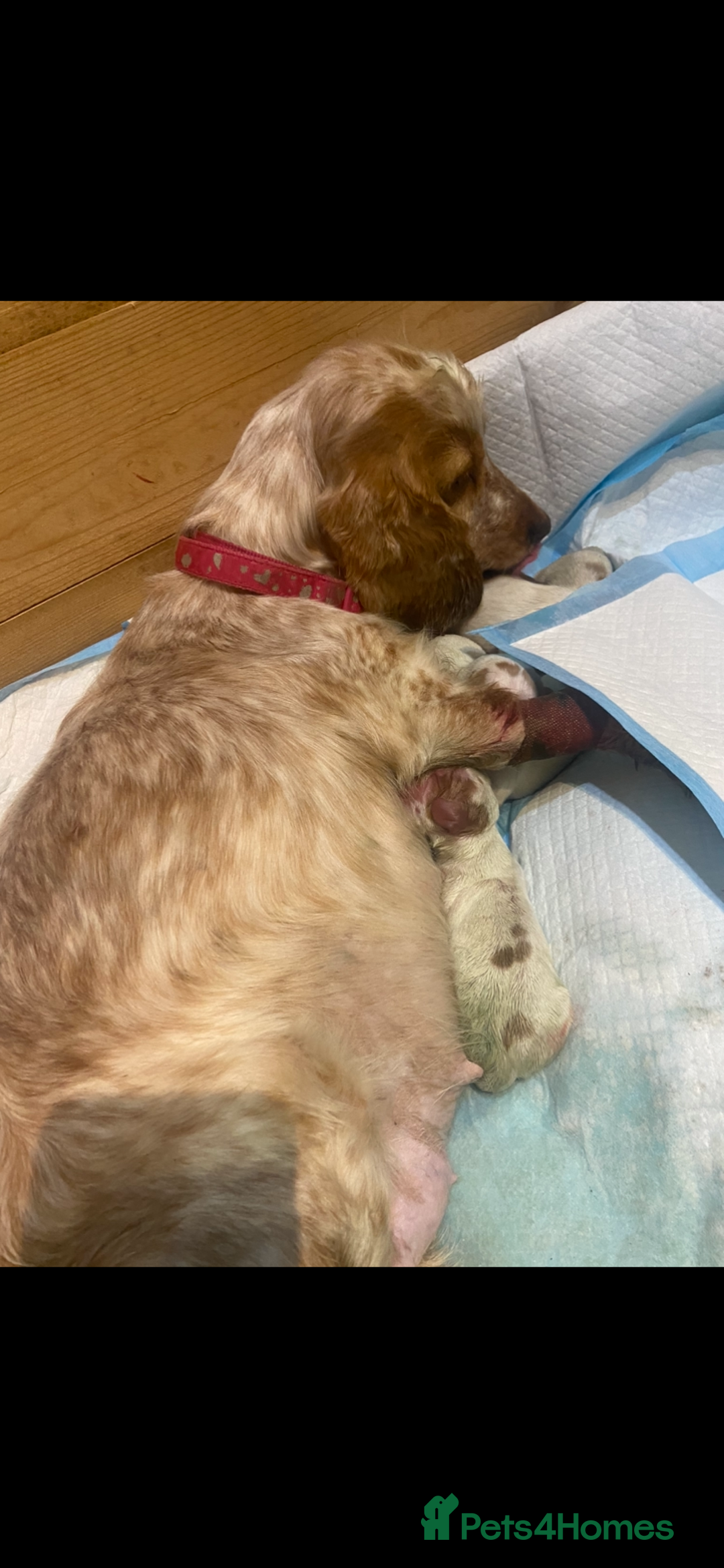 Cocker Spaniel dogs for sale: stunning show quality health tested puppies - Image 7