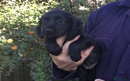 Cocker Spaniel dogs for sale: KC COCKERS HT PARENTS PUPPIES FOR SALE  - Image 5