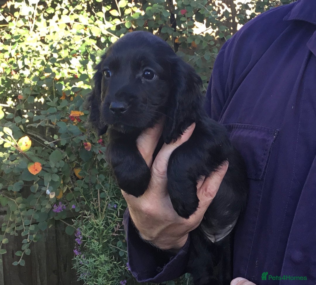 Cocker Spaniel dogs for sale: KC COCKERS HT PARENTS PUPPIES FOR SALE  - Image 5