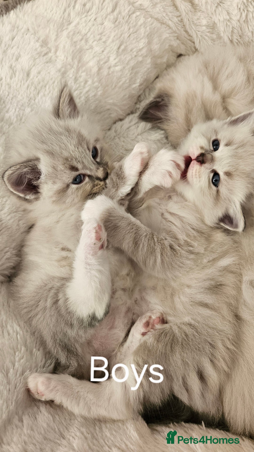 Ragdoll cats for sale: Ragdoll lynx kittens  - Advert 4